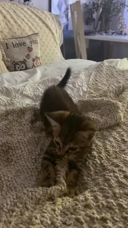 KITTAH