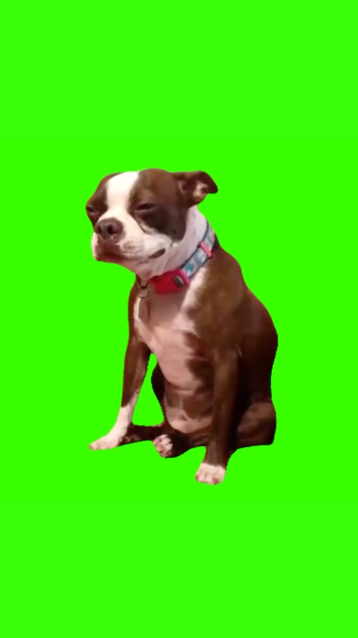 crying dog