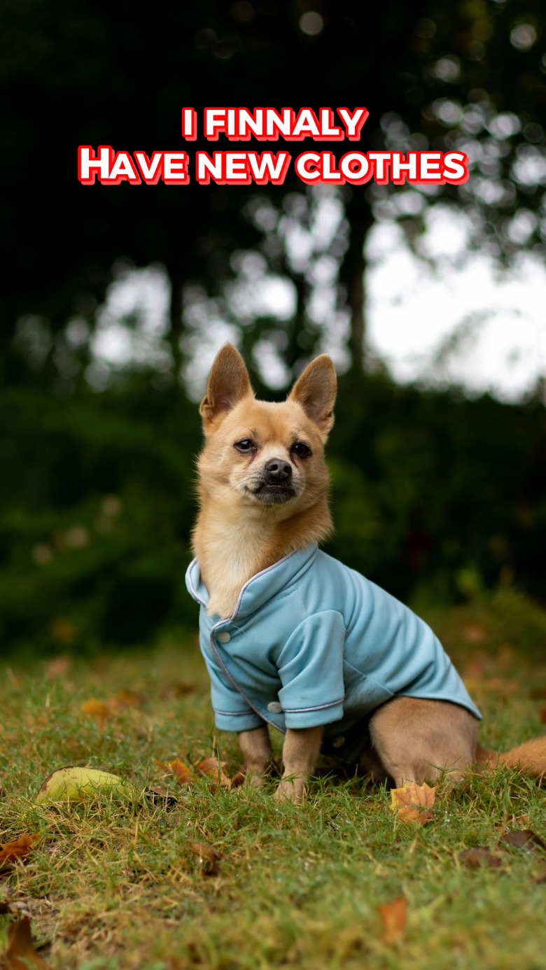 Pet Clothing Light&easy&open Task in Tiktok Style 
