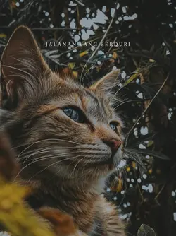 Jalanan yang berduri