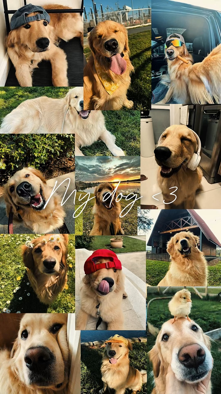 Mi perro