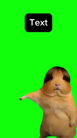Guinea pig dancing