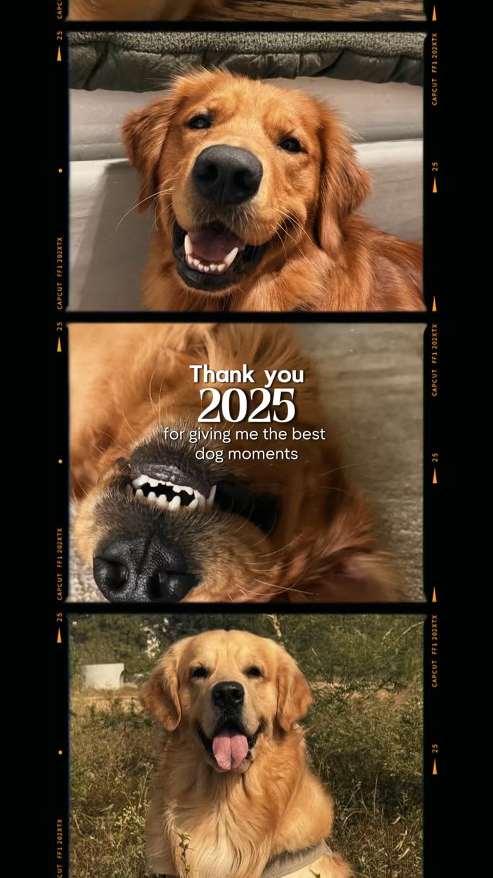 2025 memórias de cães