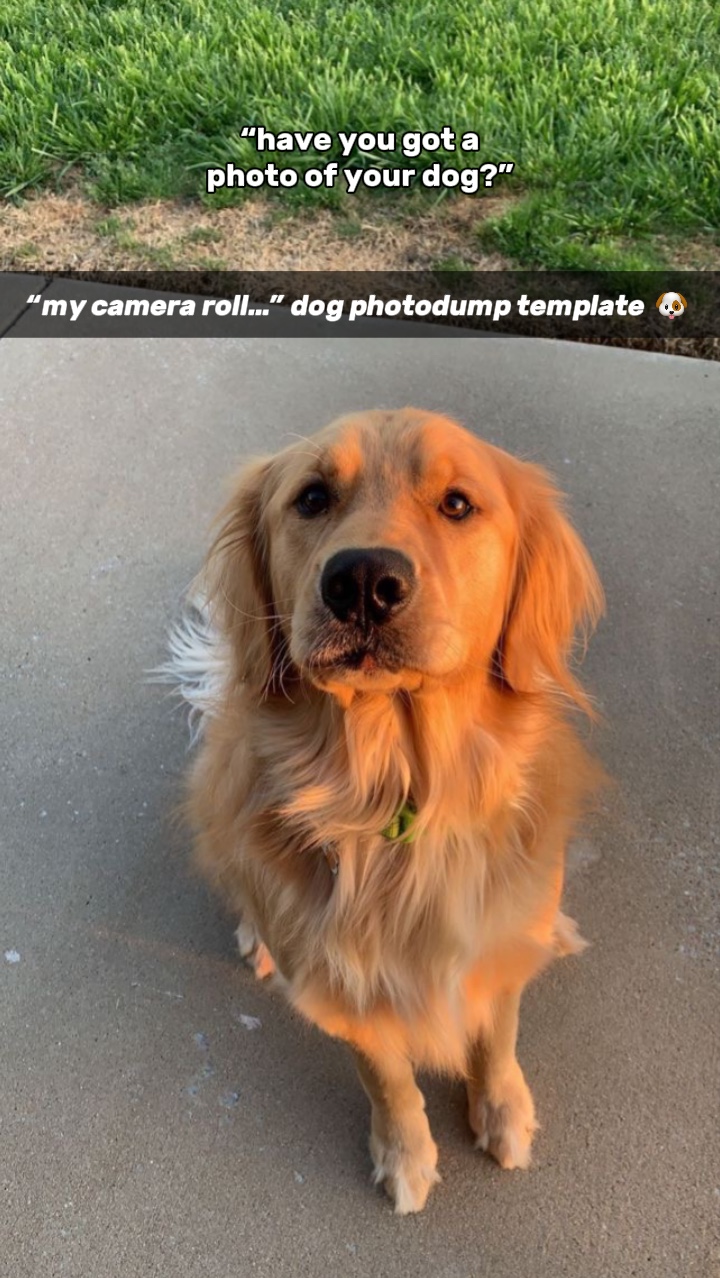köpek kamera rulosu