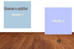 theres a spider 