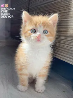 güneşimmmm