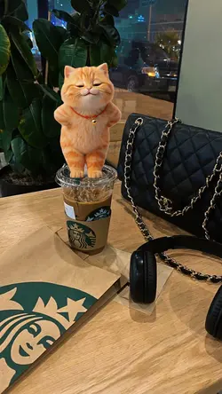 cute cat