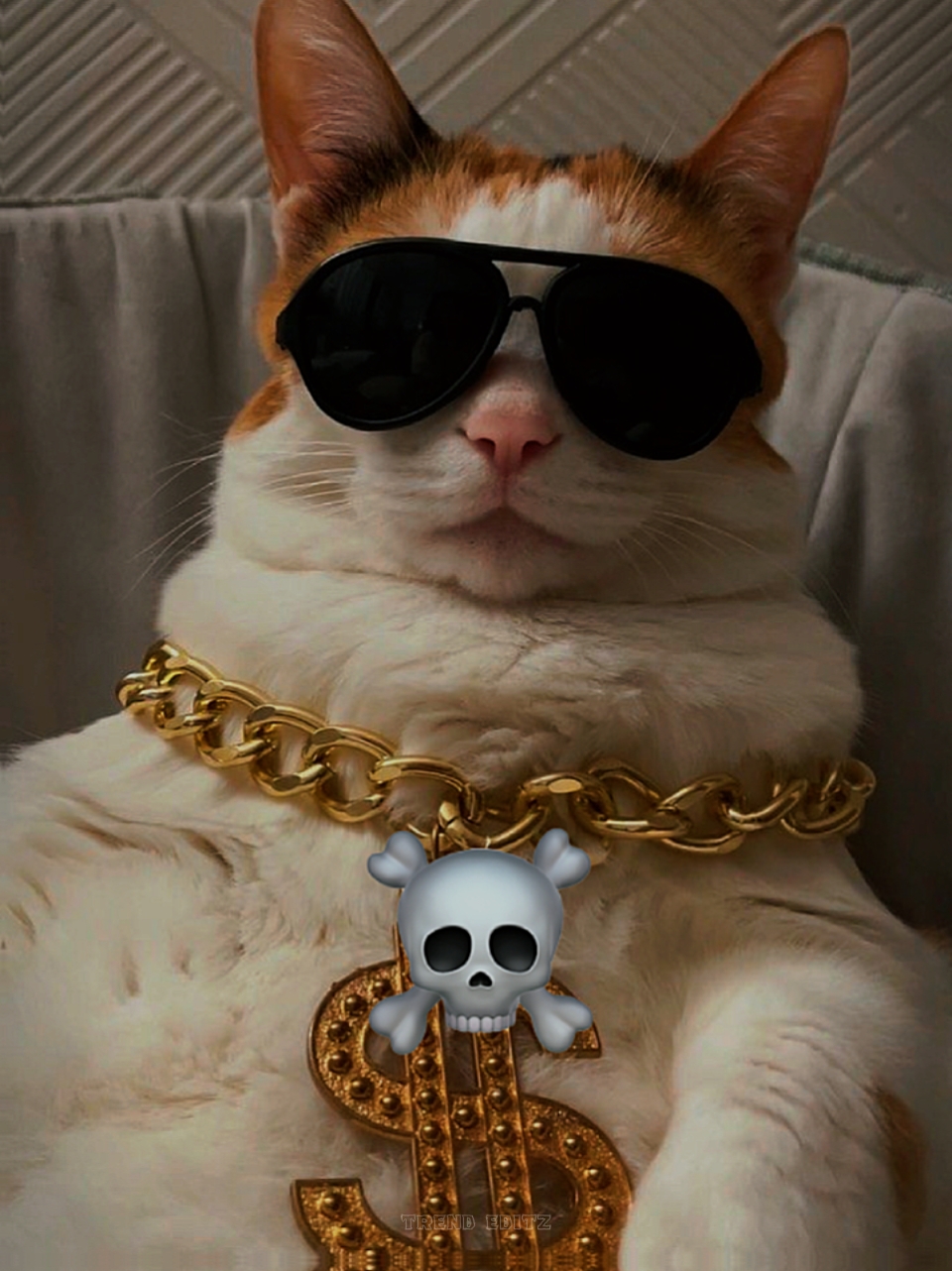 Edição De Tendência De Poss De Gato 