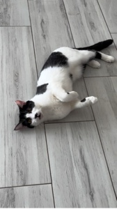 Cat Vlog 