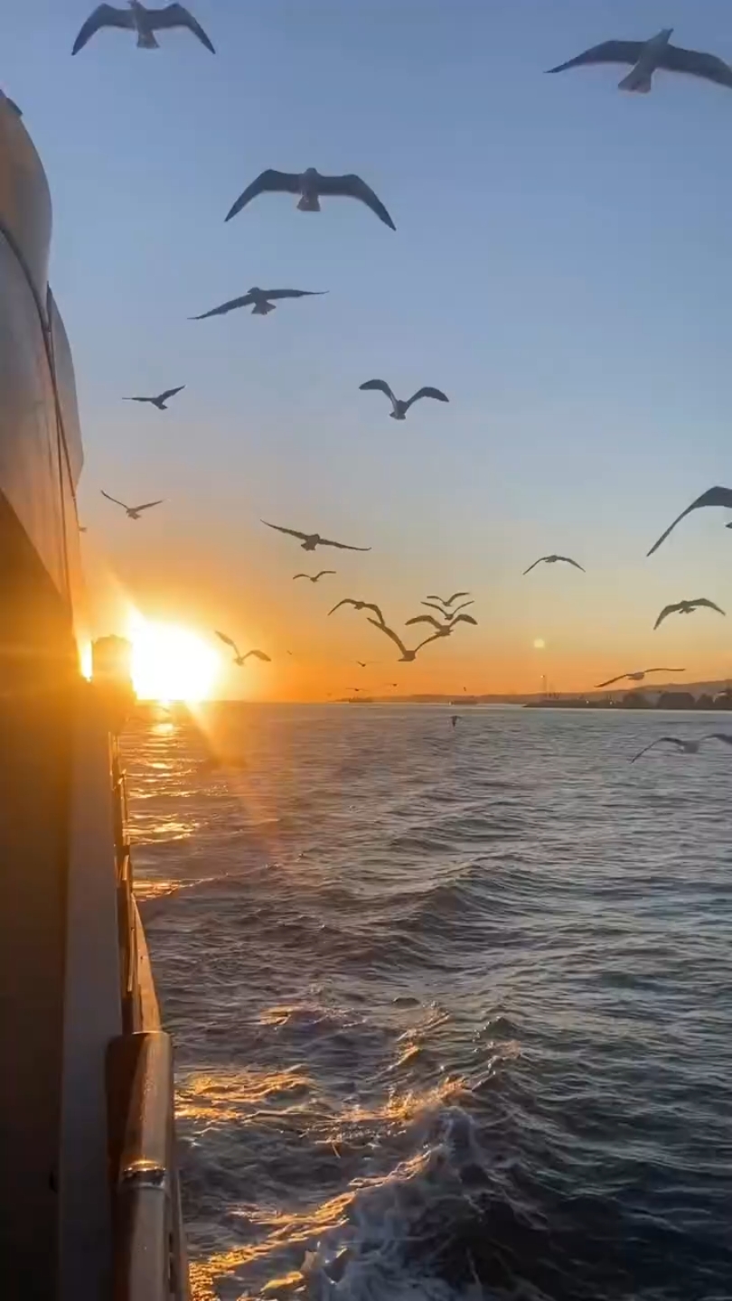 Aesthetic