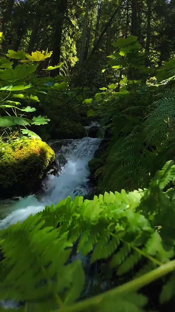 nature vibes