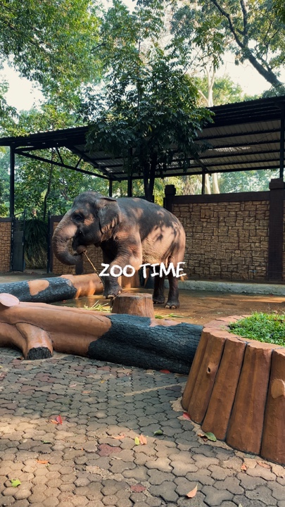 Tiempo de zoológico - me cura