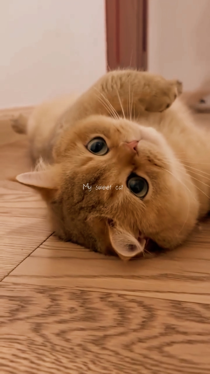 Meu doce gato