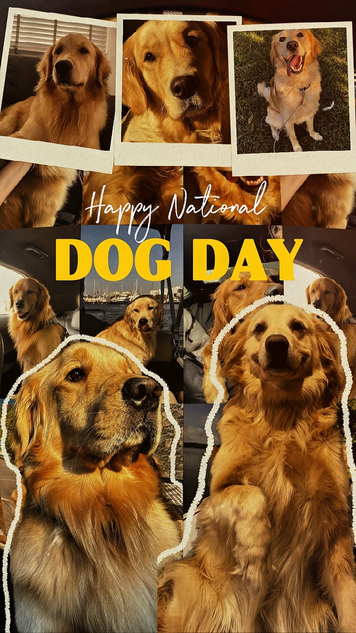 Ulusal köpek günü 