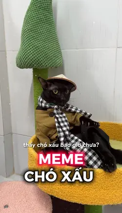 Thấy chó xấu bg chưa