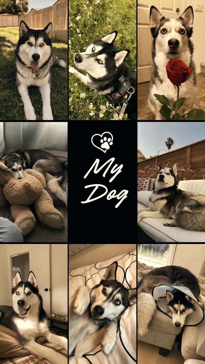 Mein Hund süß 