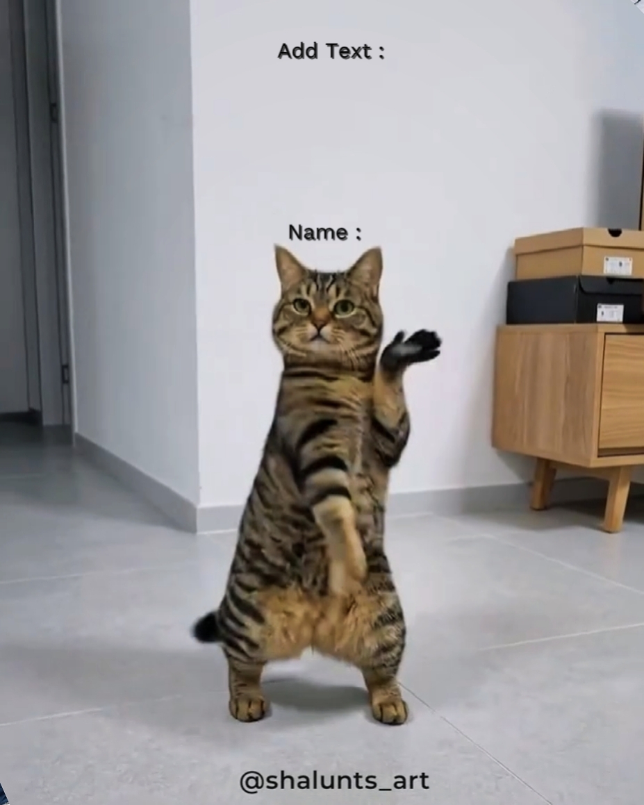 Funny Cat Trend