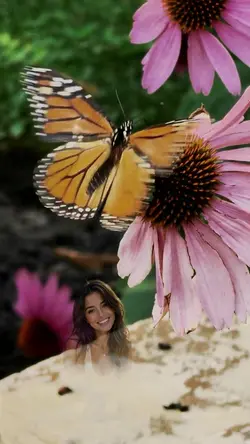     Butterfly Reveal
