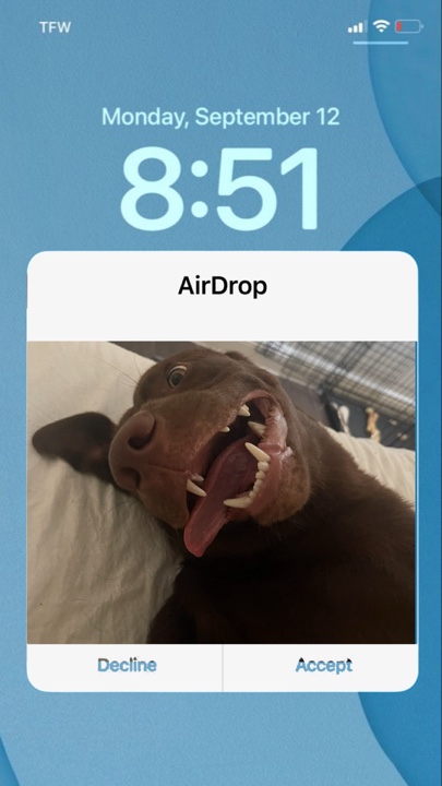 Wenn der Hund ein Telefon hätte 