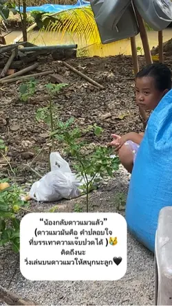 ดาวแมว