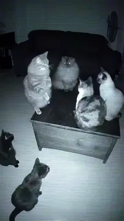 trend kucing ngbrol 