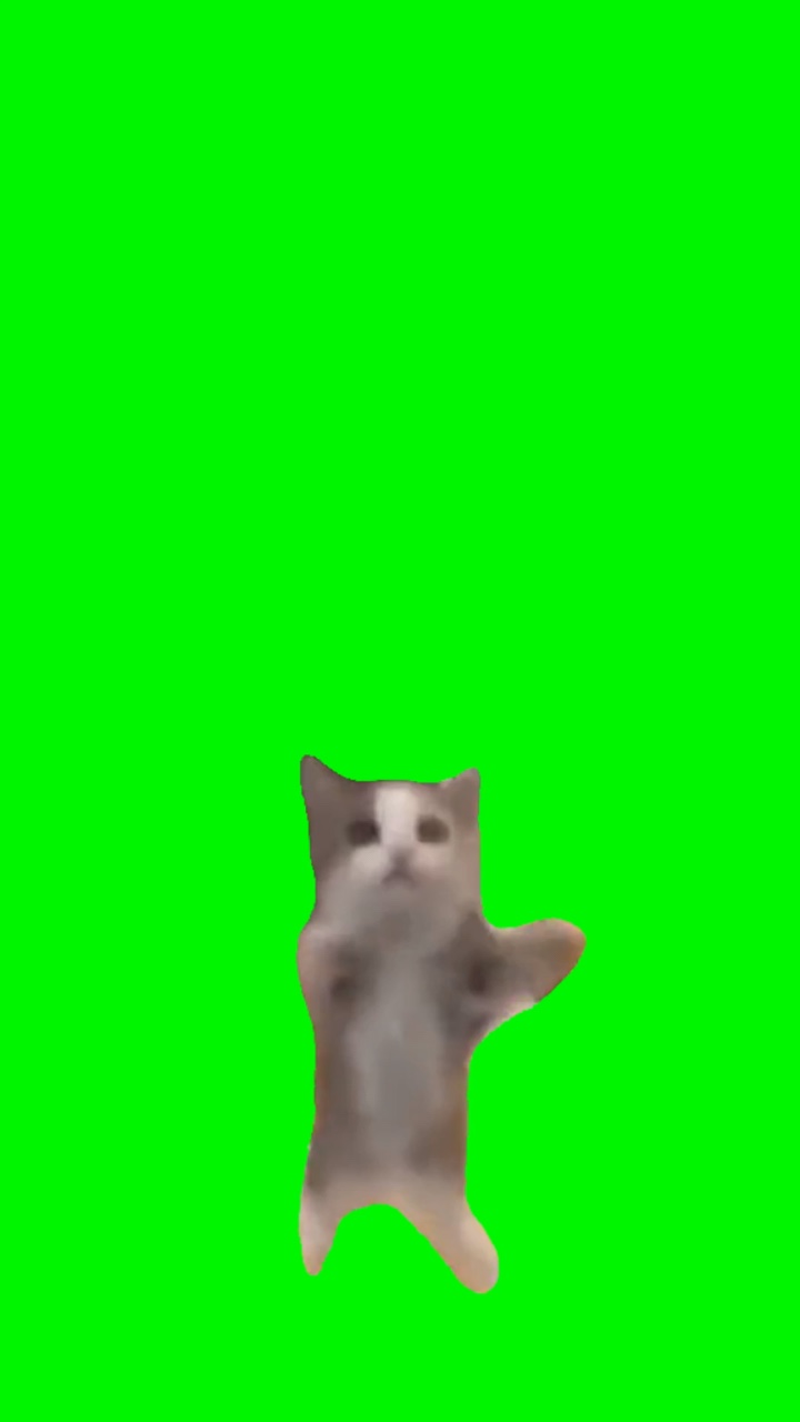 Kucing Bahagia