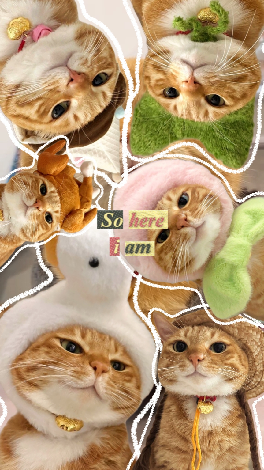 kucing lucu saya
