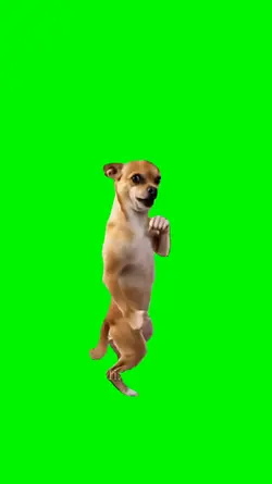 karate dog