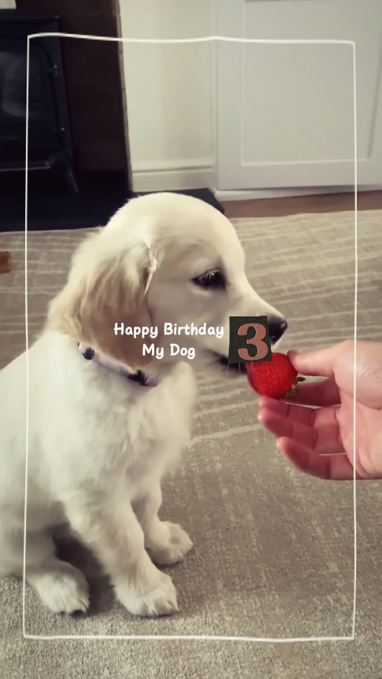 HBD MY DOG