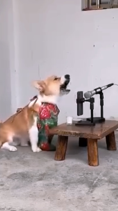 Köpek melodileri