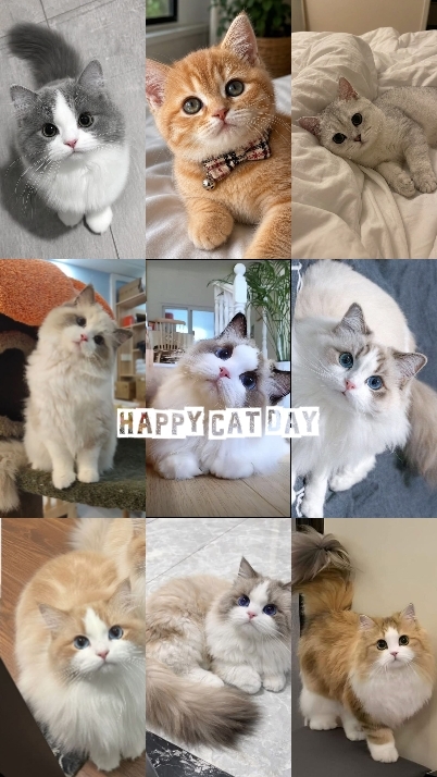 FELIZ DÍA DEL GATO