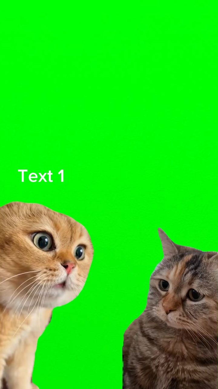 kedi sohbeti 