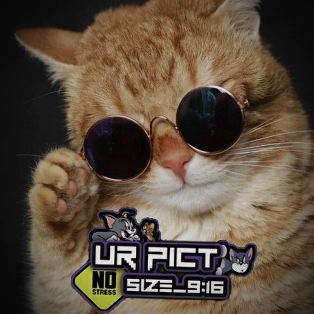 # 年저大感場 # capcut # template # 猫ユーモア