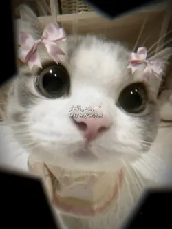 Nhạc cute quá