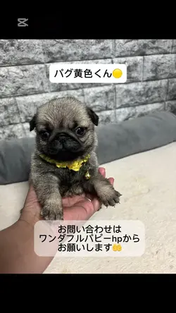 パグ