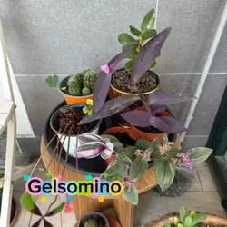 Prossimo