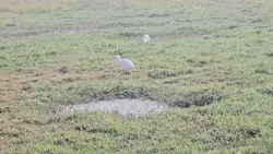 Hd Nature Zoom