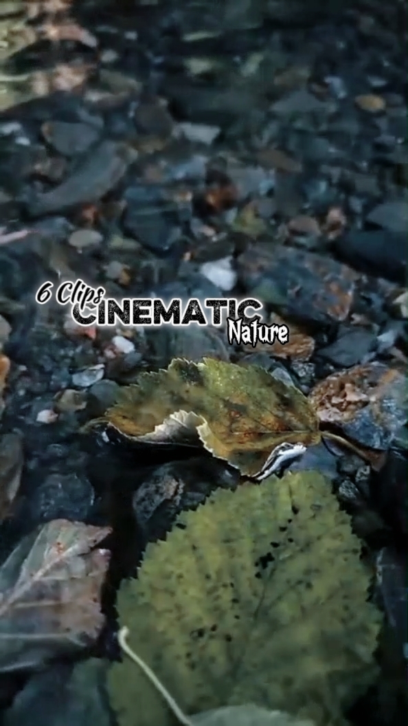 Cinématique 6 Clips 
