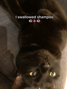 Champú