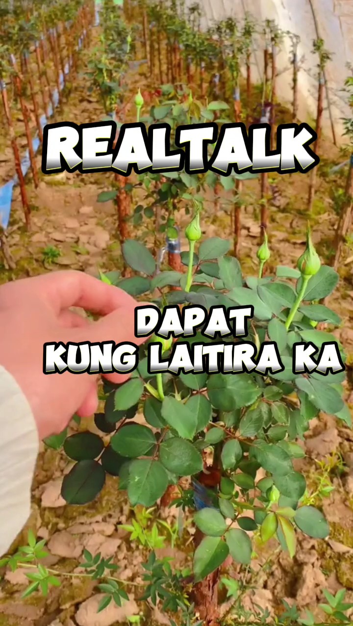 Realtalk beshey
