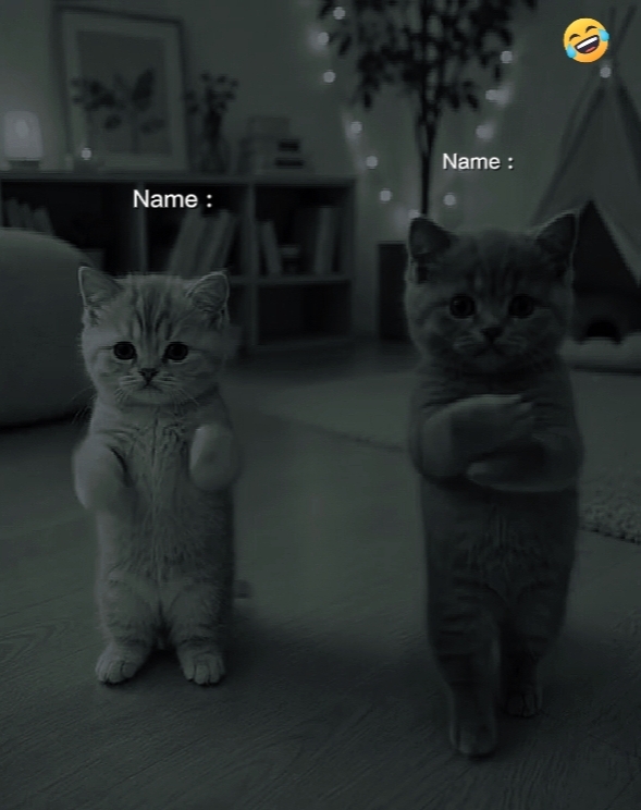 Dancing cat 
