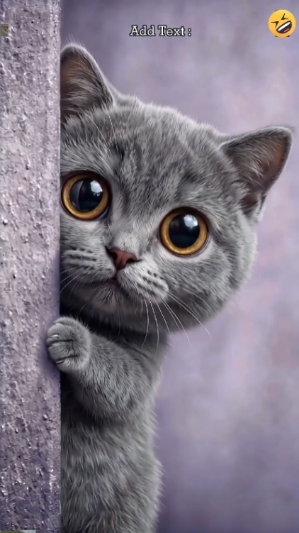 Gato Engraçado '