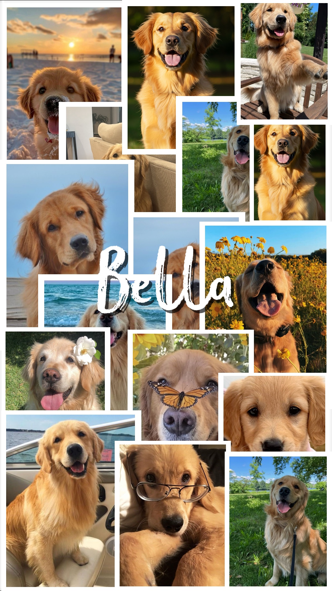 Köpeğim 🐶 