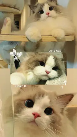 cute cat!