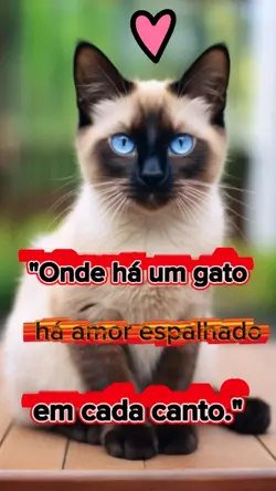 gato amor 