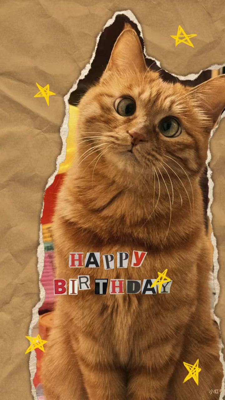 Aniversário meu gato