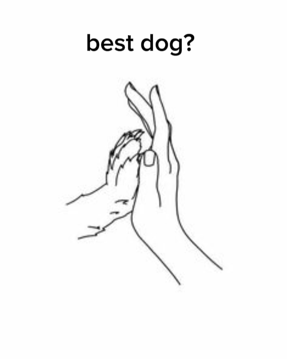 Bester Hund?