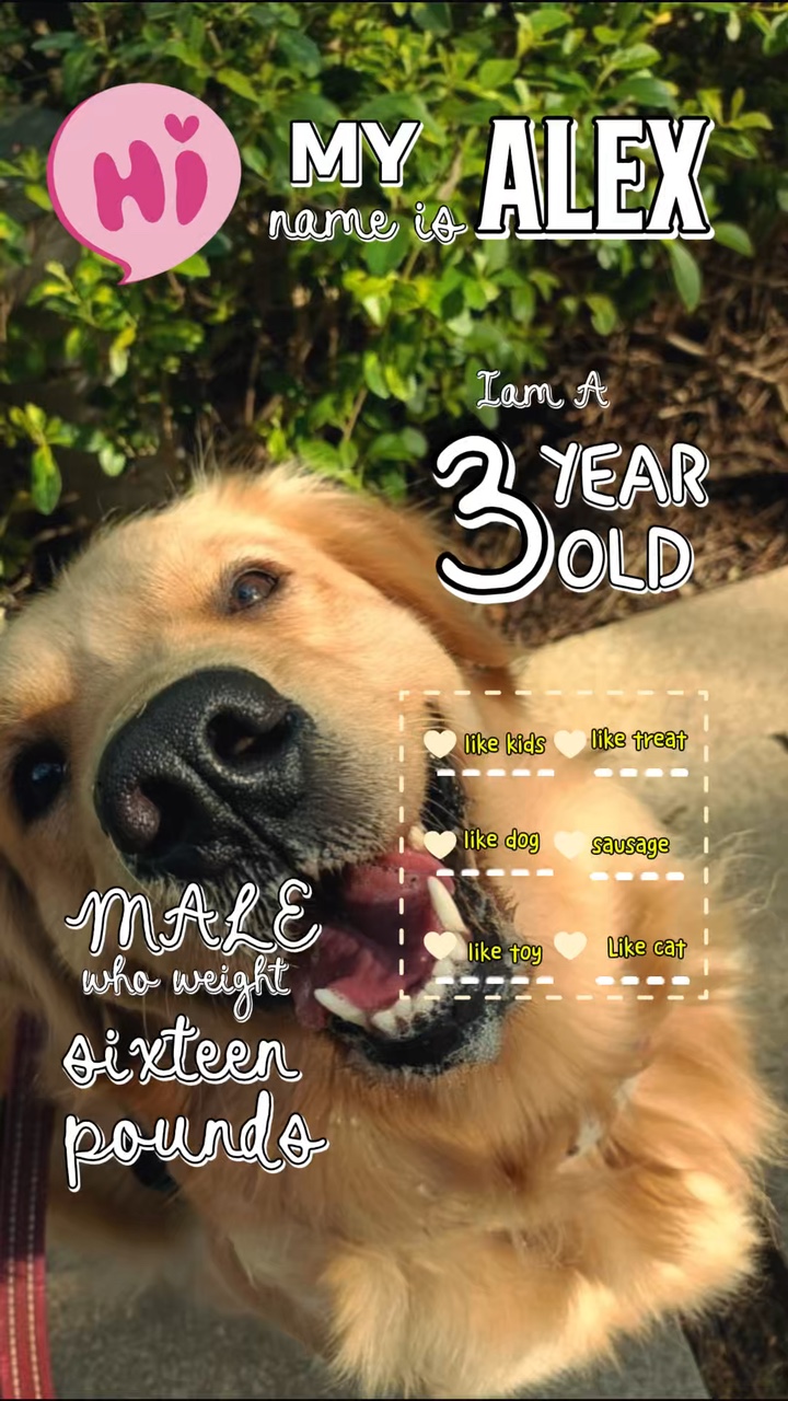Hello I'm dog