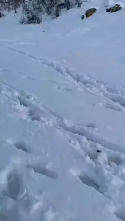 winter شتاء