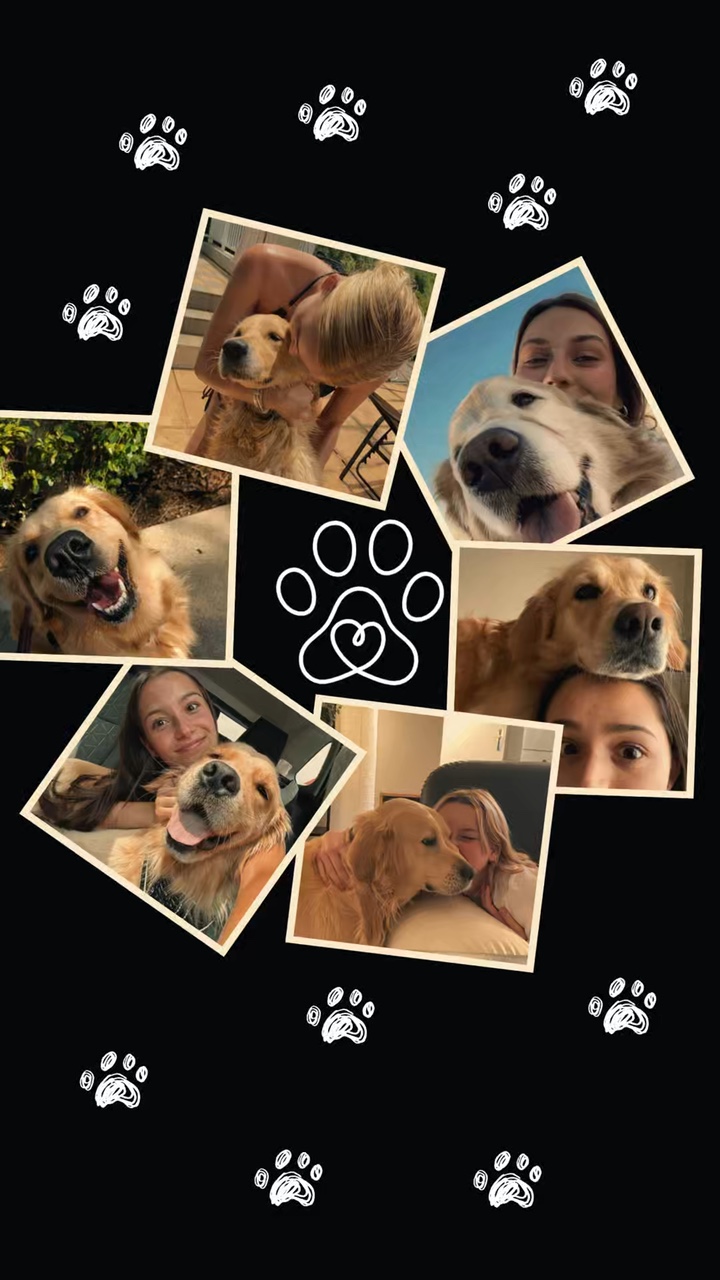 Colagem de cachorro